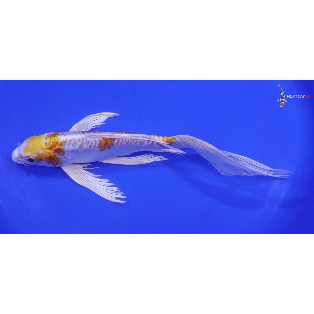 8.5" Imported Doitsu Lemon Hariwake Butterfly Koi - Image 4