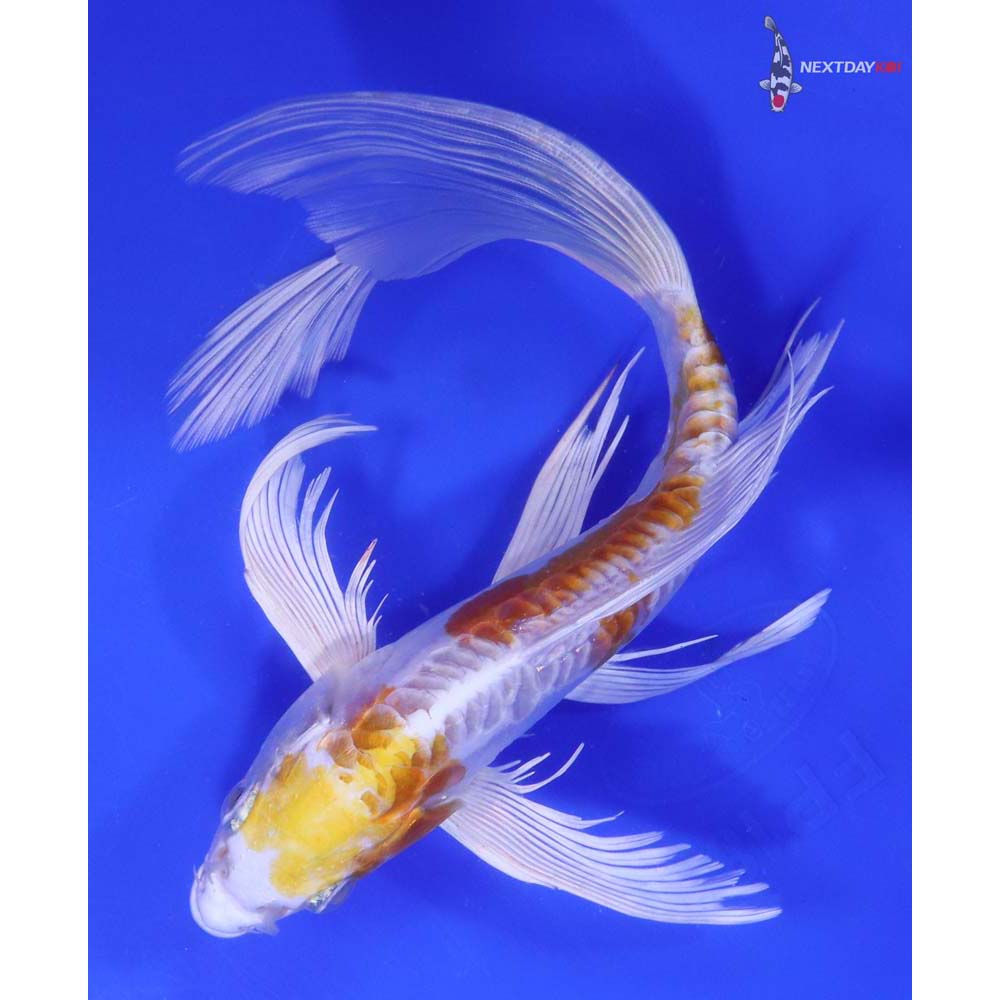 8.5" Imported Doitsu Lemon Hariwake Butterfly Koi - Image 5