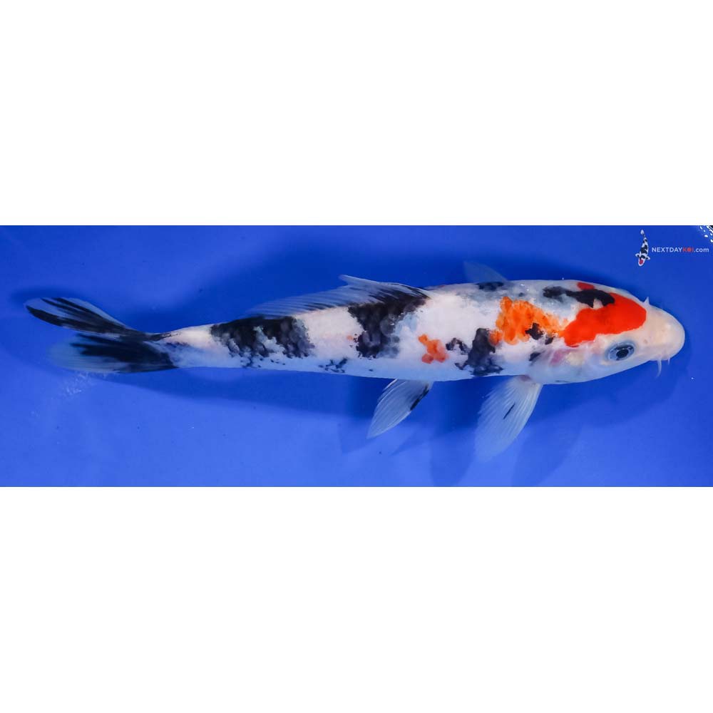 7.5” Imported Sanke - Image 2