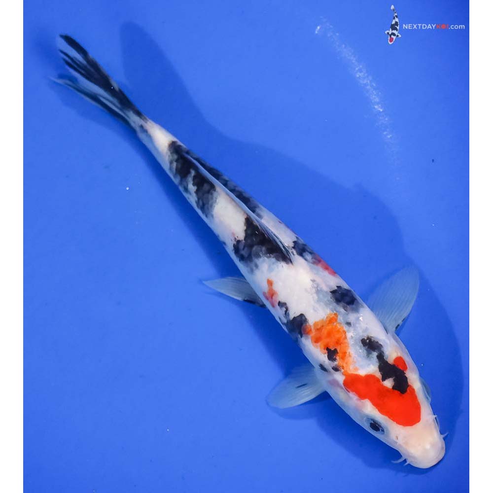 7.5” Imported Sanke - Image 3