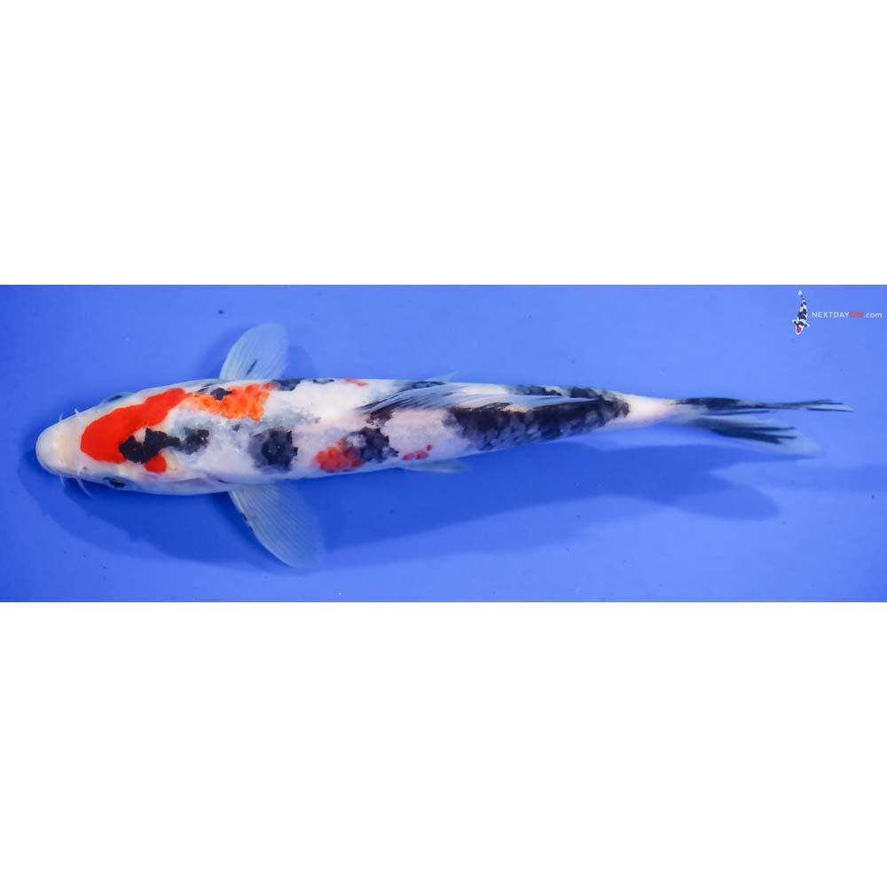 7.5” Imported Sanke - Image 4