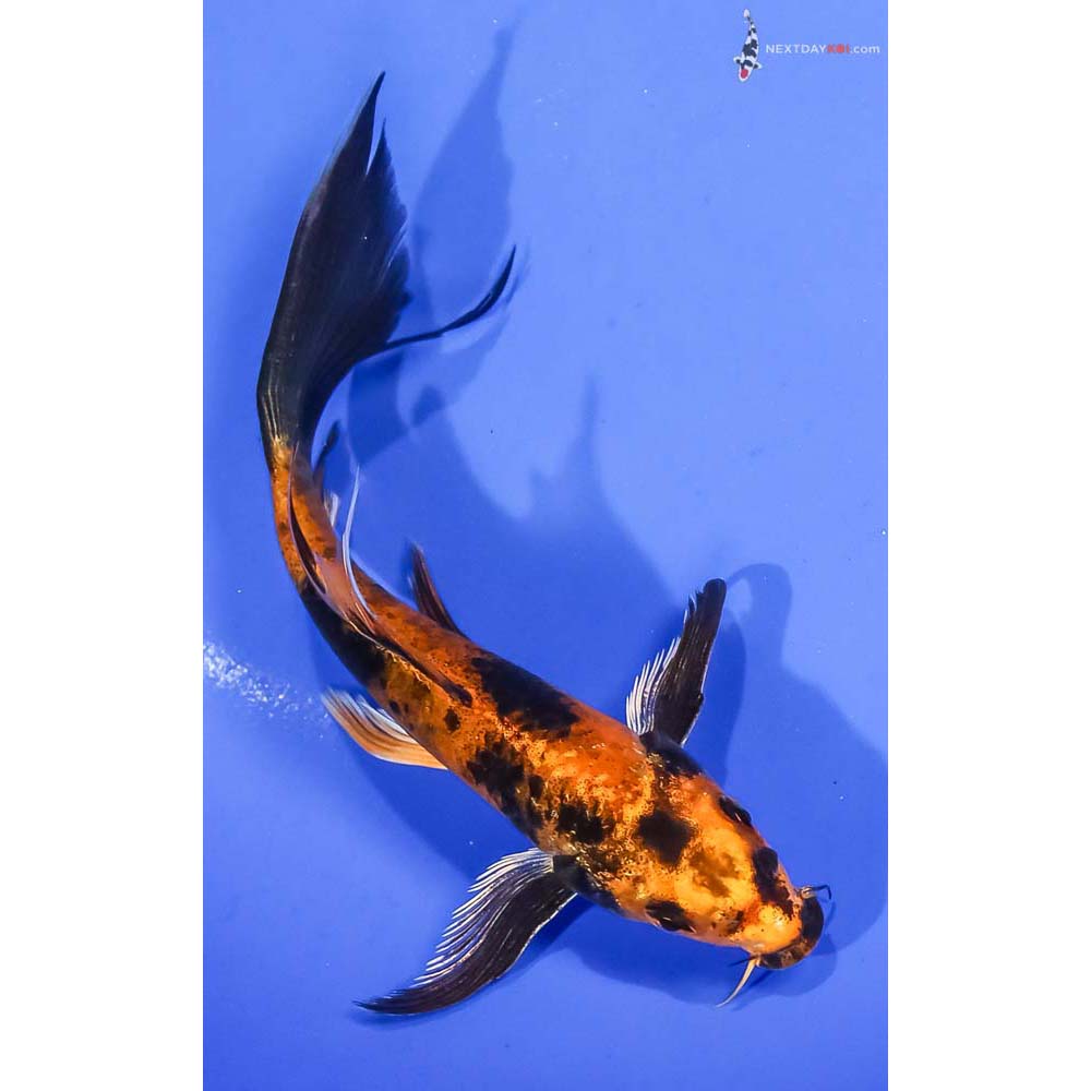 5.5” Imported Kin Hi Utsuri Butterfly Koi