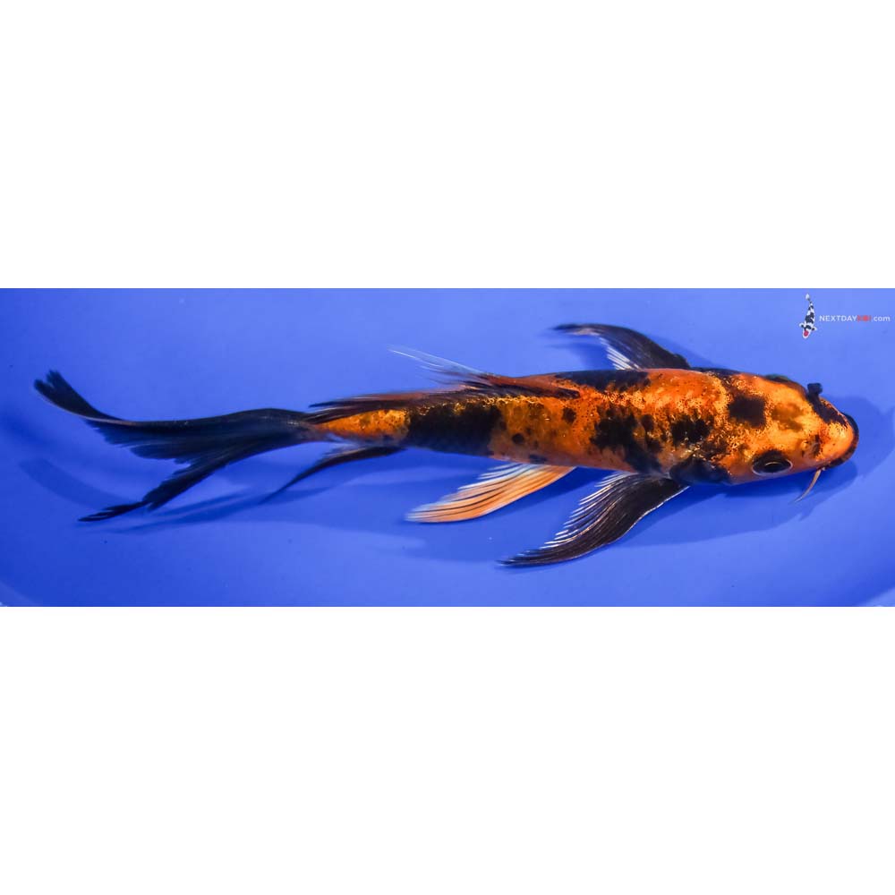 5.5” Imported Kin Hi Utsuri Butterfly Koi - Image 2