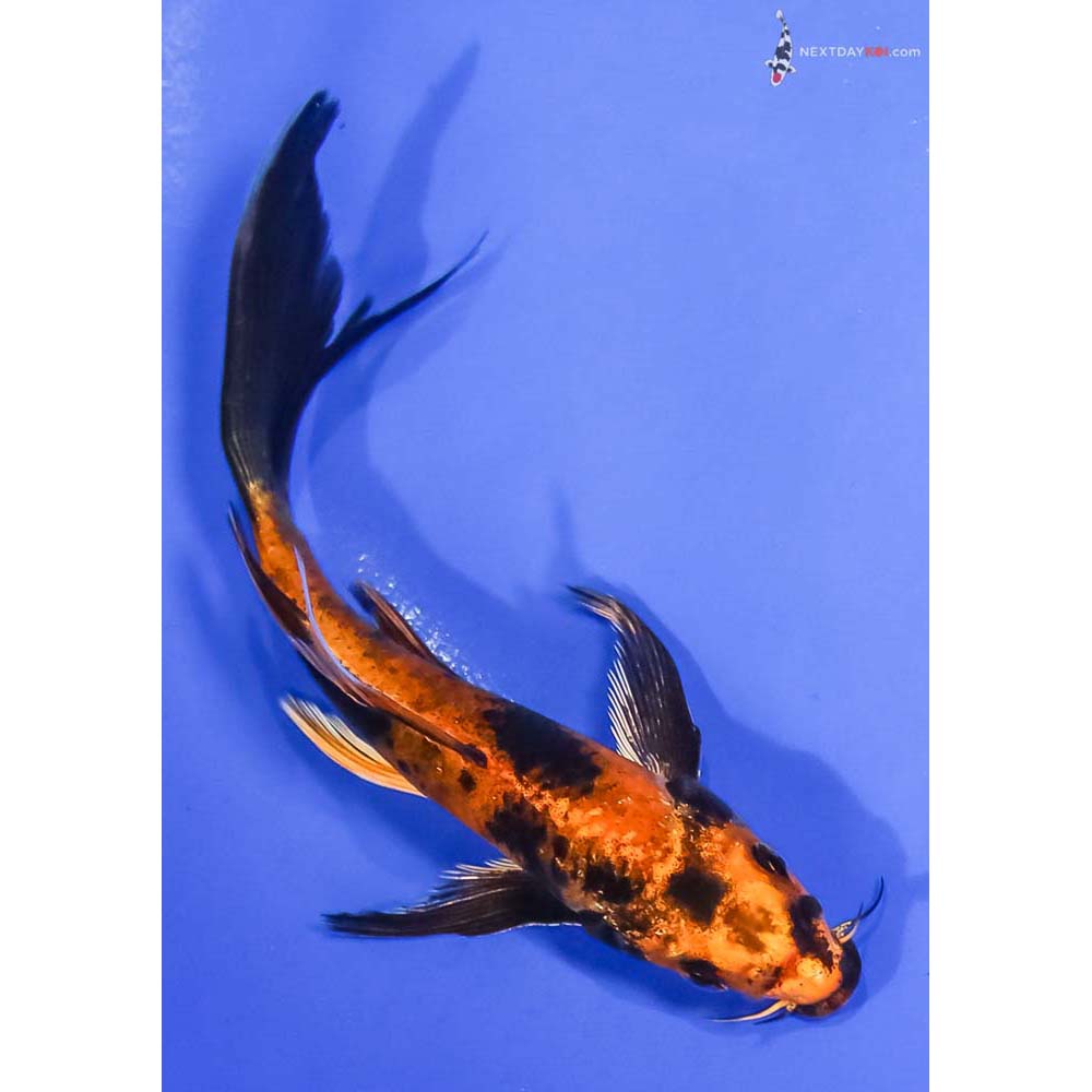 5.5” Imported Kin Hi Utsuri Butterfly Koi - Image 3