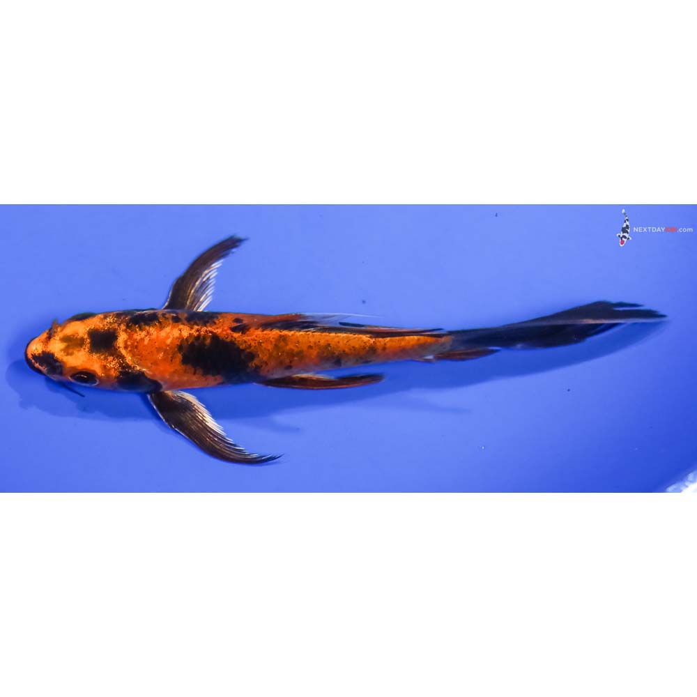 5.5” Imported Kin Hi Utsuri Butterfly Koi - Image 4