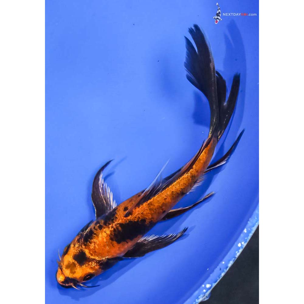 5.5” Imported Kin Hi Utsuri Butterfly Koi - Image 5