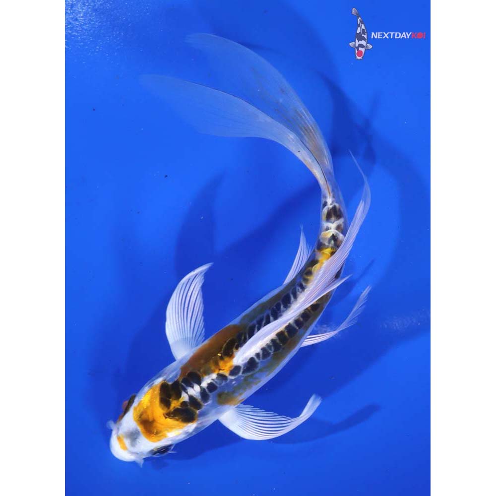 6” Imported Doitsu Kujaku Butterfly Koi