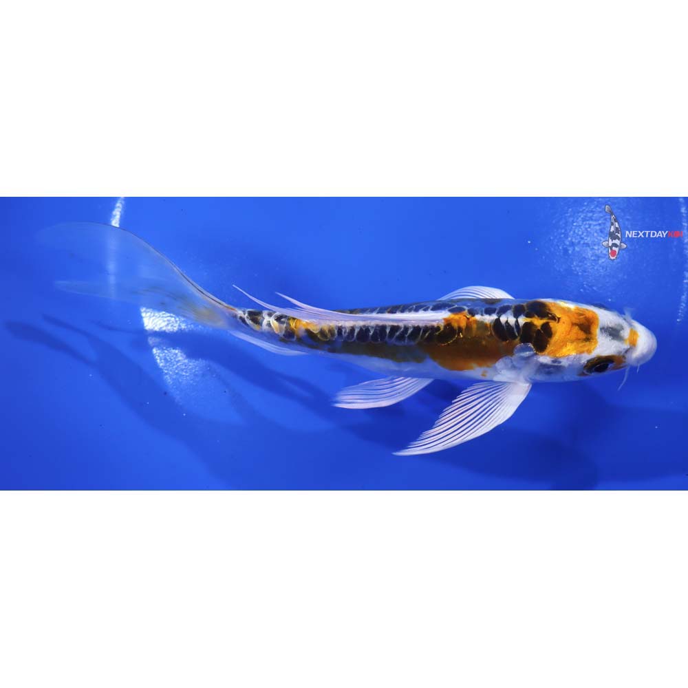 6” Imported Doitsu Kujaku Butterfly Koi - Image 2