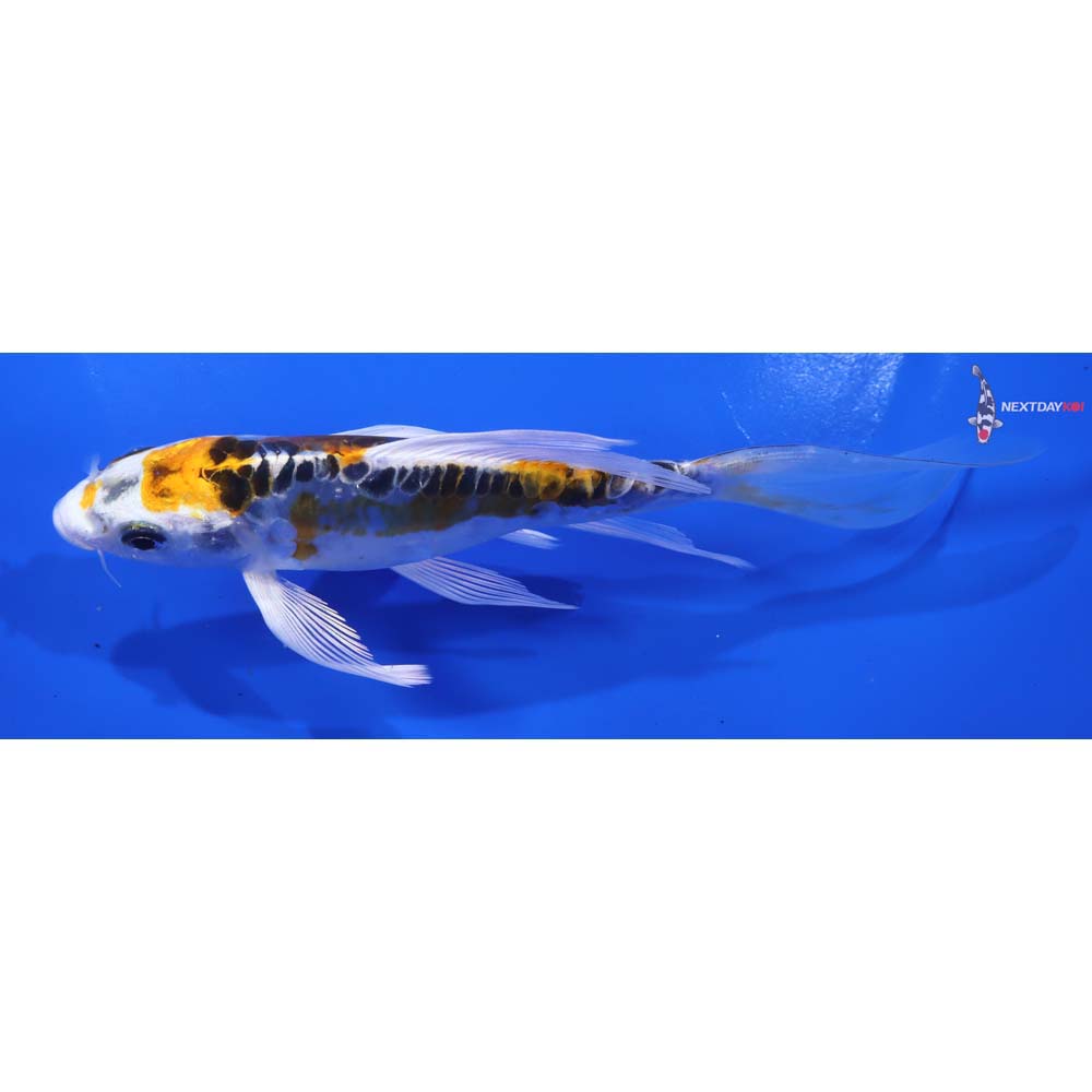 6” Imported Doitsu Kujaku Butterfly Koi - Image 4