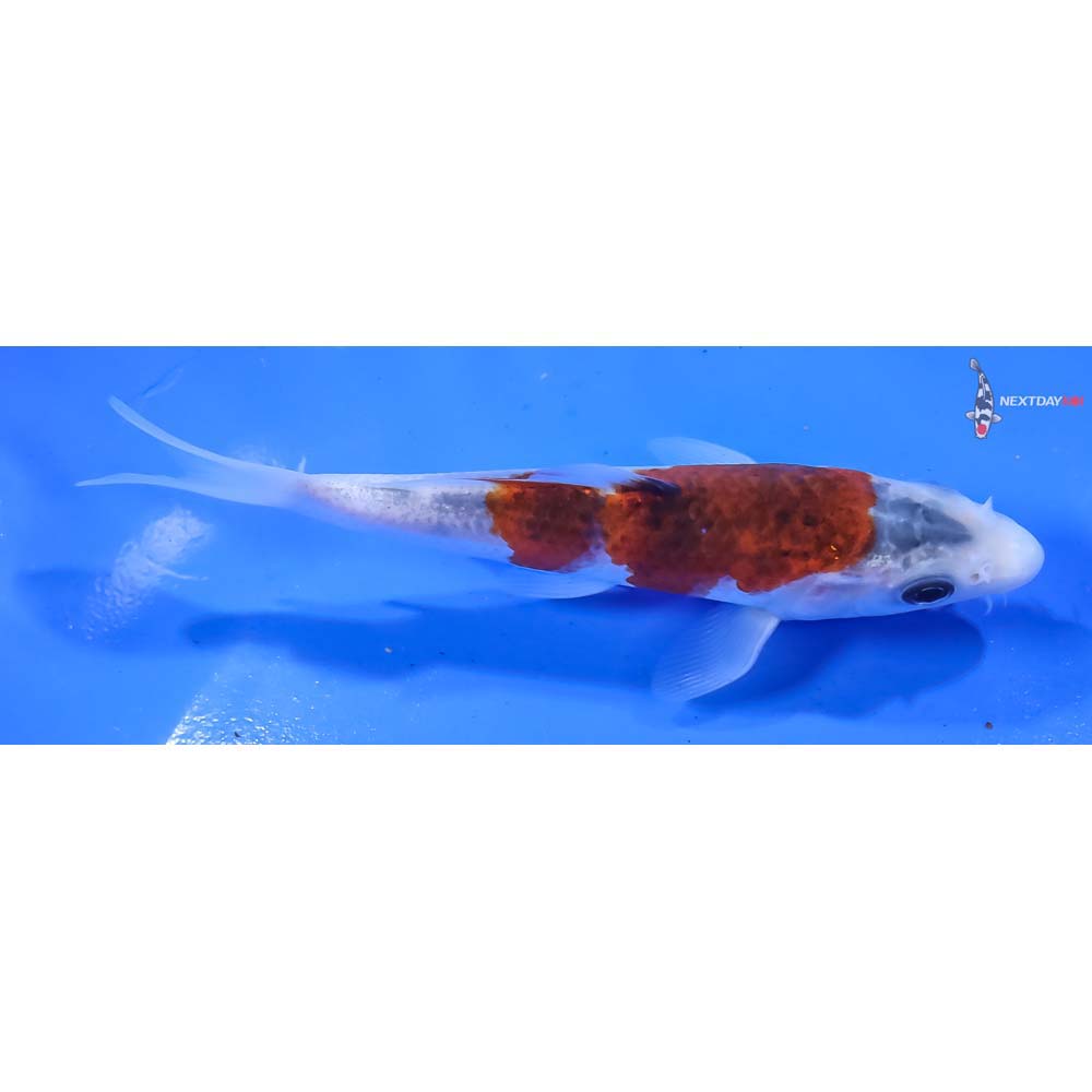 5” Imported Goromo - Image 2