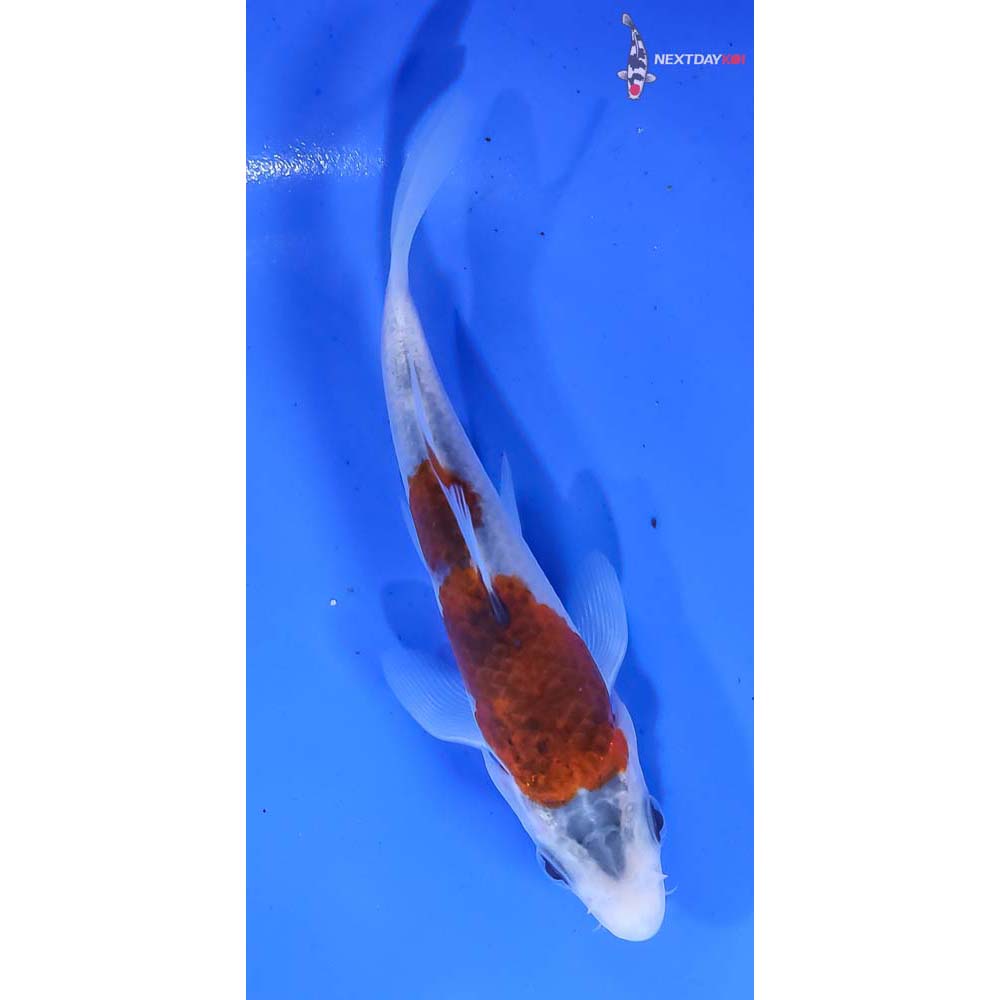 5” Imported Goromo - Image 3