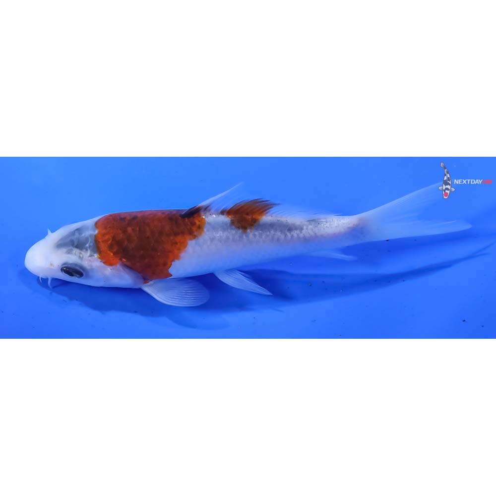 5” Imported Goromo - Image 4