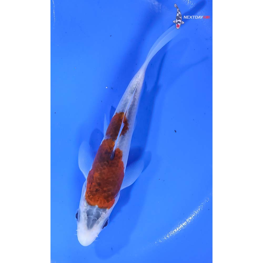 5” Imported Goromo - Image 5