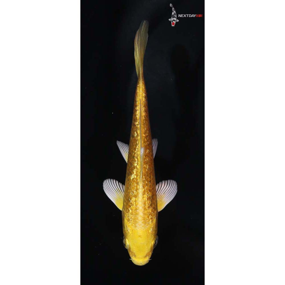 5” Imported Gin Rin Yamabuki Ogon