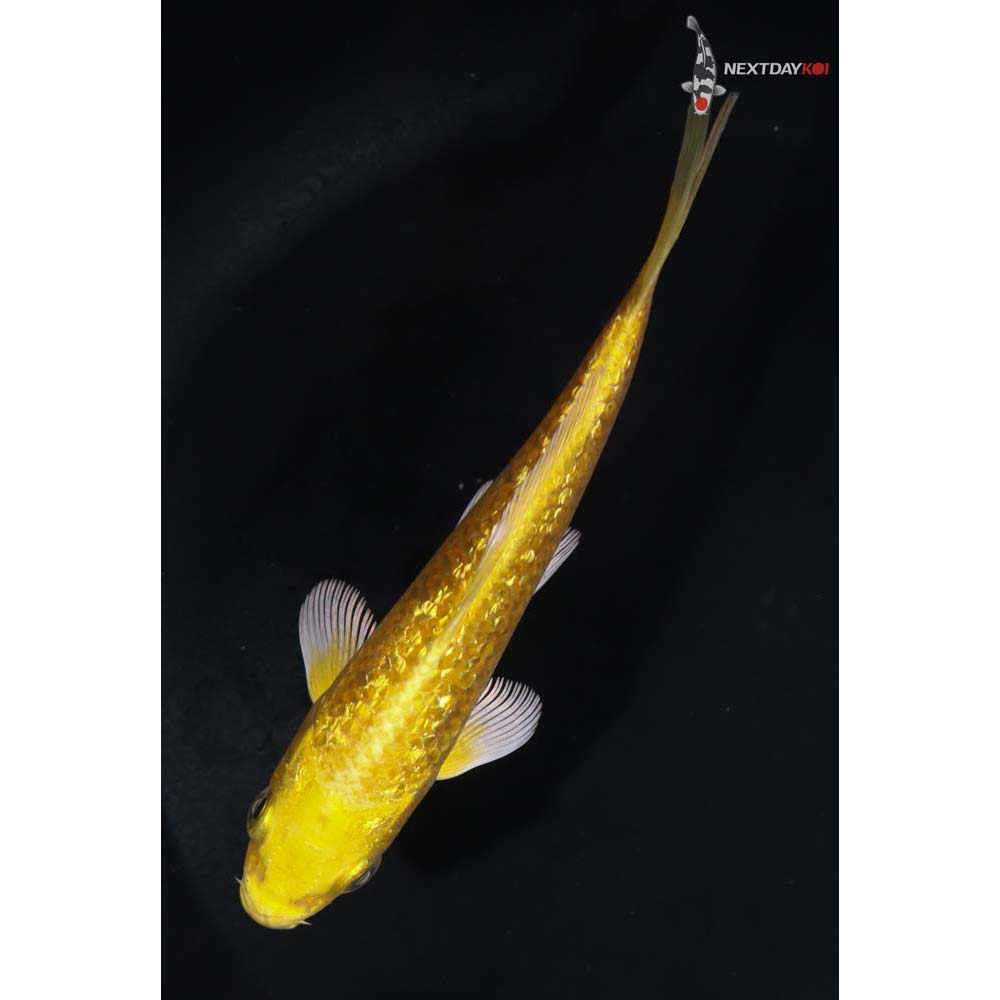 5” Imported Gin Rin Yamabuki Ogon - Image 3