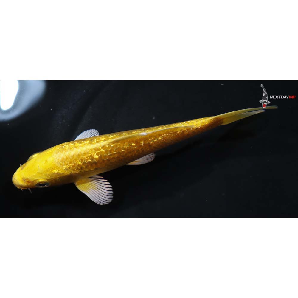 5” Imported Gin Rin Yamabuki Ogon - Image 4