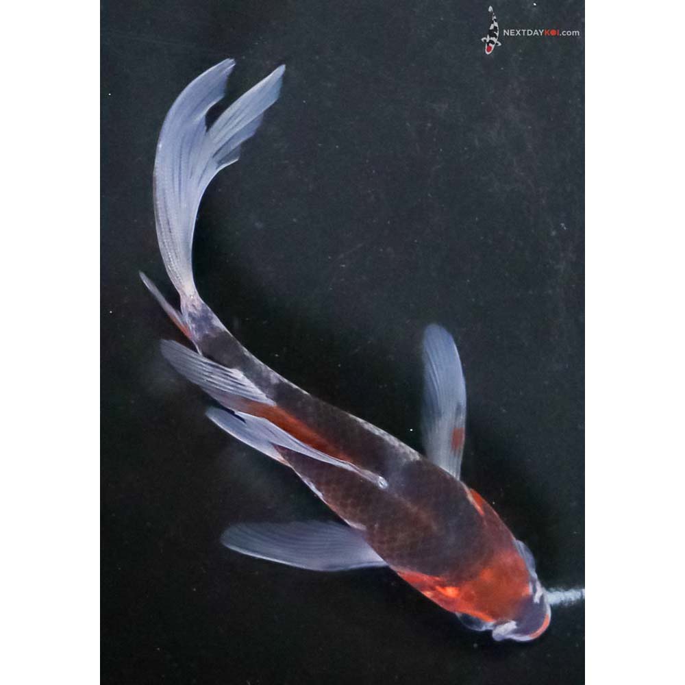 5” Imported Goromo Butterfly Koi
