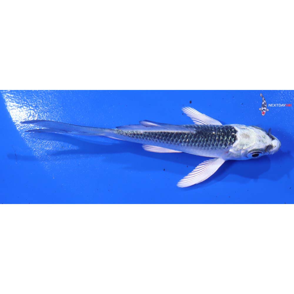 3.5” Imported Gin Matsuba Butterfly Koi - Image 4