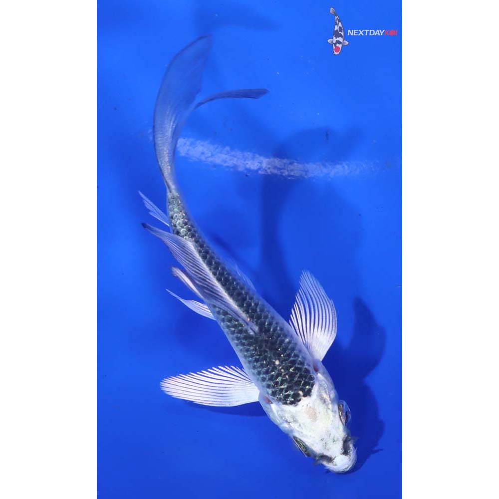 3.5” Imported Gin Matsuba Butterfly Koi - Image 5