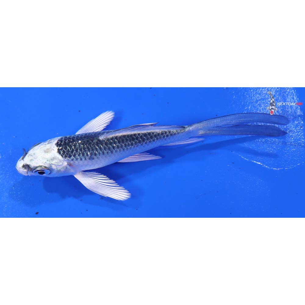 3.5” Imported Gin Matsuba Butterfly Koi - Image 2