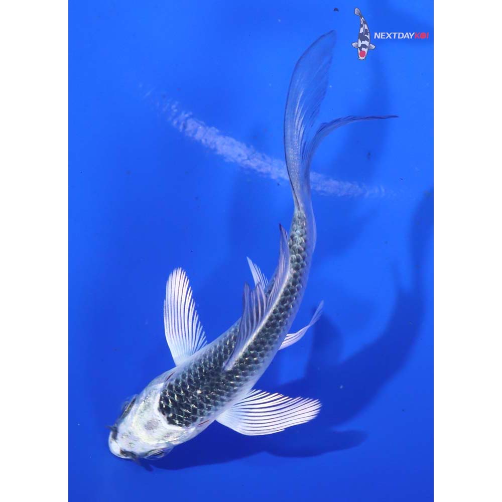 3.5” Imported Gin Matsuba Butterfly Koi