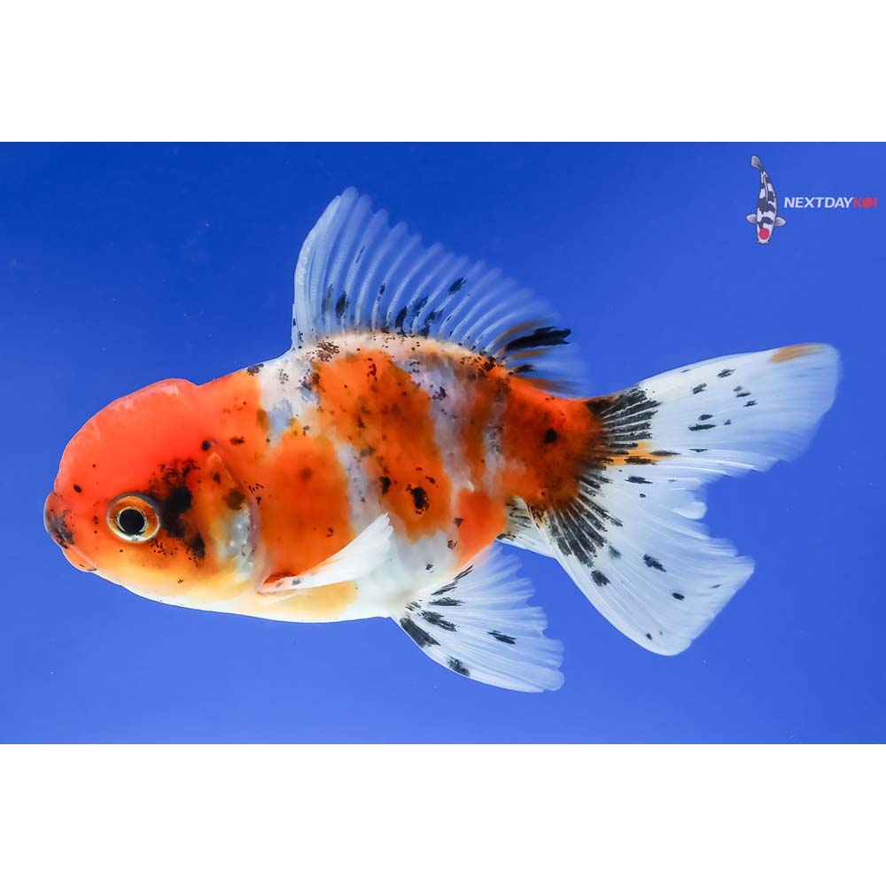 4” Imported Male Calico Oranda - Image 2