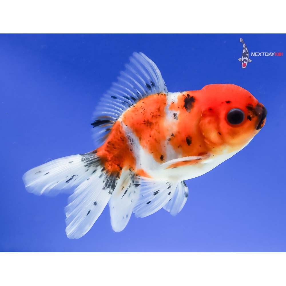 4” Imported Male Calico Oranda - Image 4