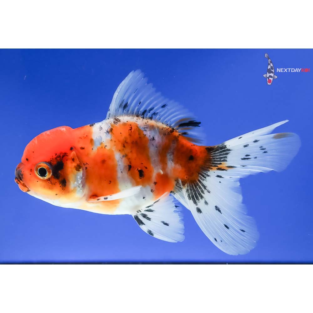 4” Imported Male Calico Oranda - Image 5