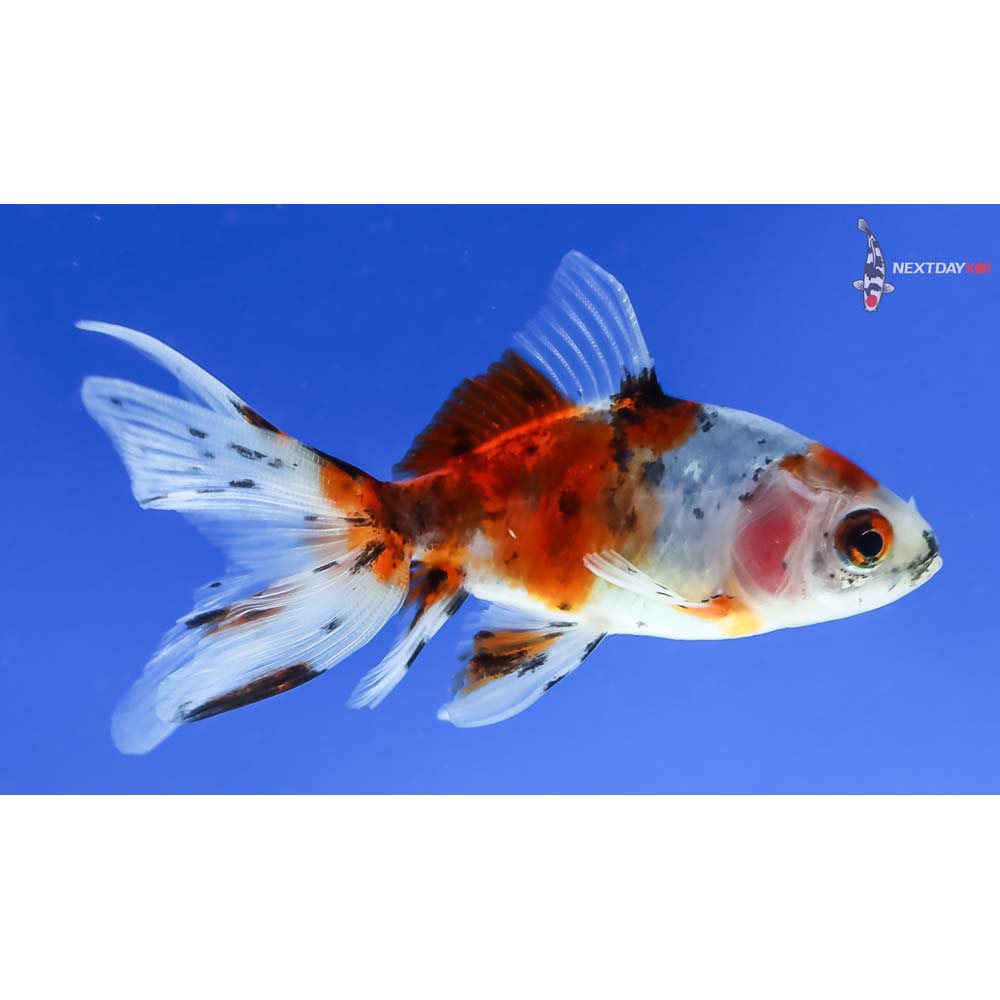 3” Imported Calico Wakin - Image 2