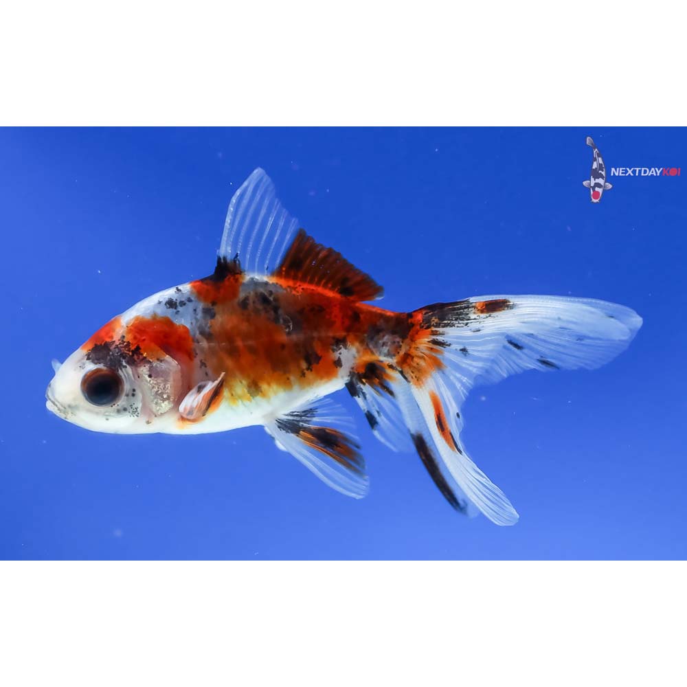 3” Imported Calico Wakin - Image 3