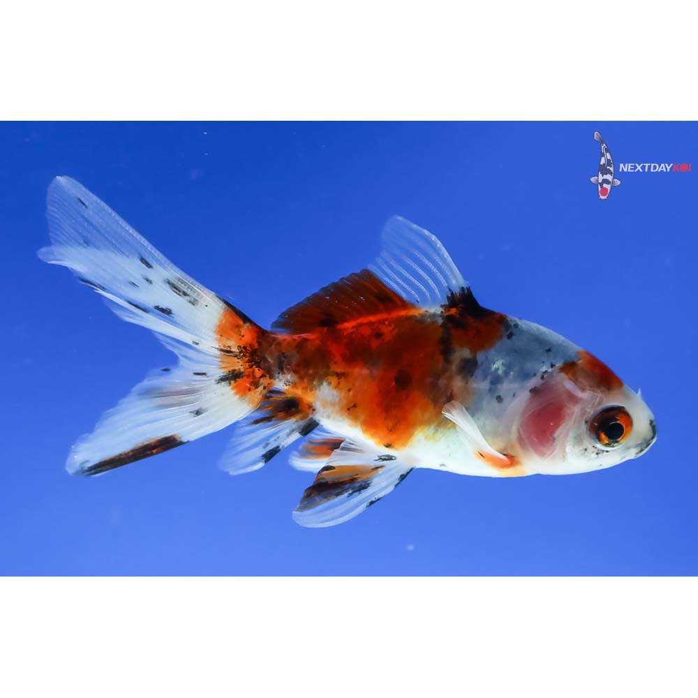 3” Imported Calico Wakin - Image 4