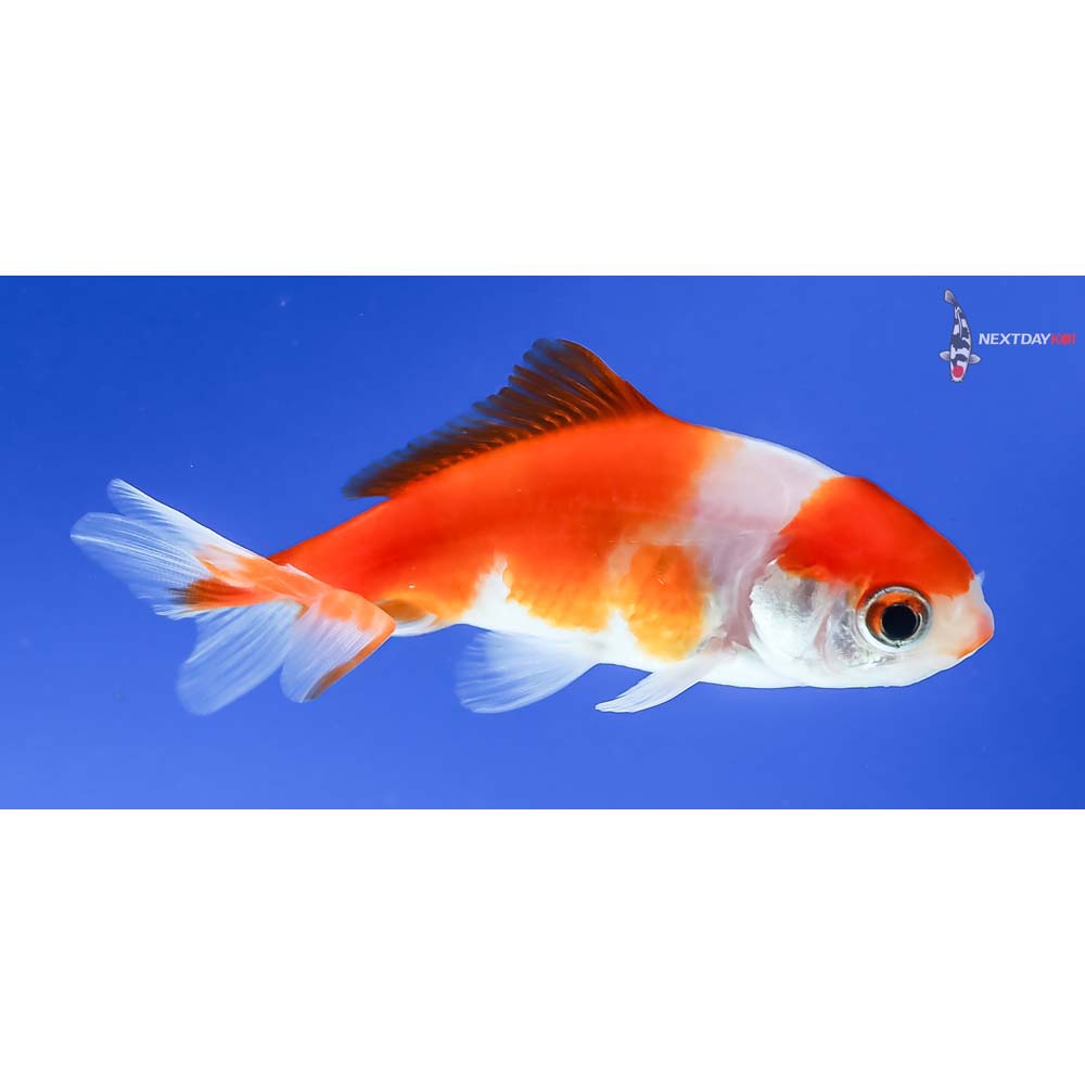 3” Imported Red and White Wakin - Image 2