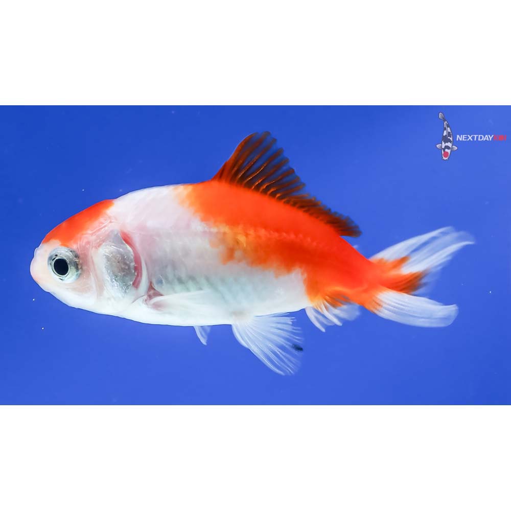 3” Imported Red and White Wakin - Image 3