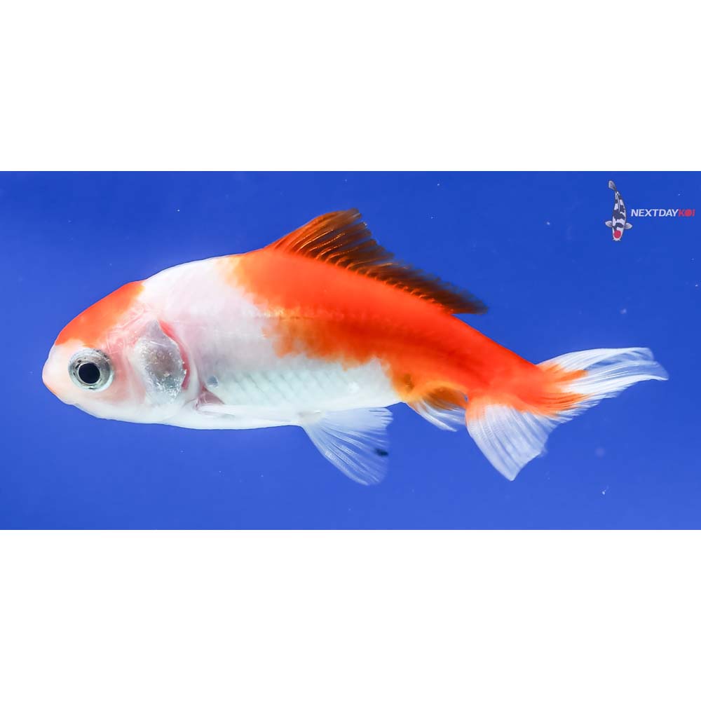 3” Imported Red and White Wakin - Image 5