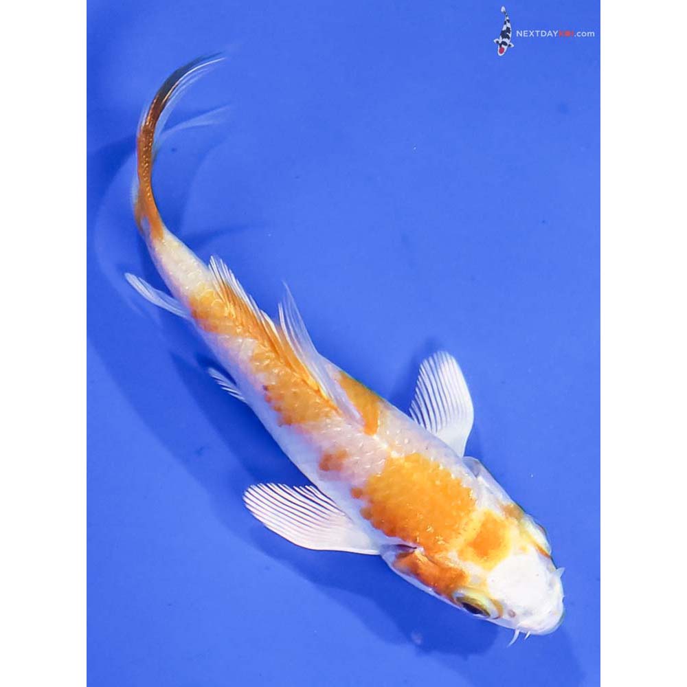 3.5” Imported Hariwake Butterfly Koi