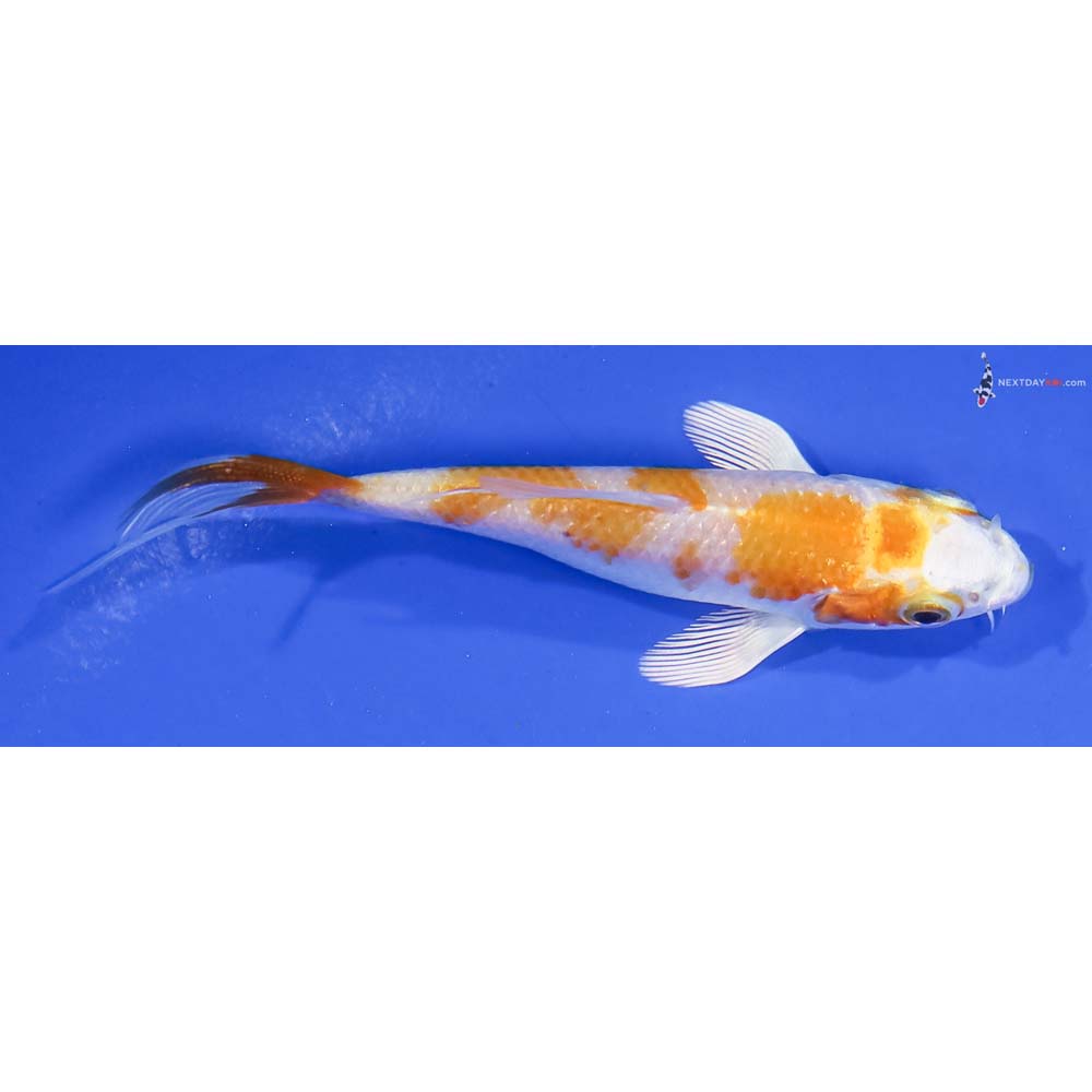 3.5” Imported Hariwake Butterfly Koi - Image 2