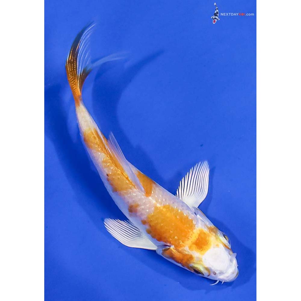 3.5” Imported Hariwake Butterfly Koi - Image 3