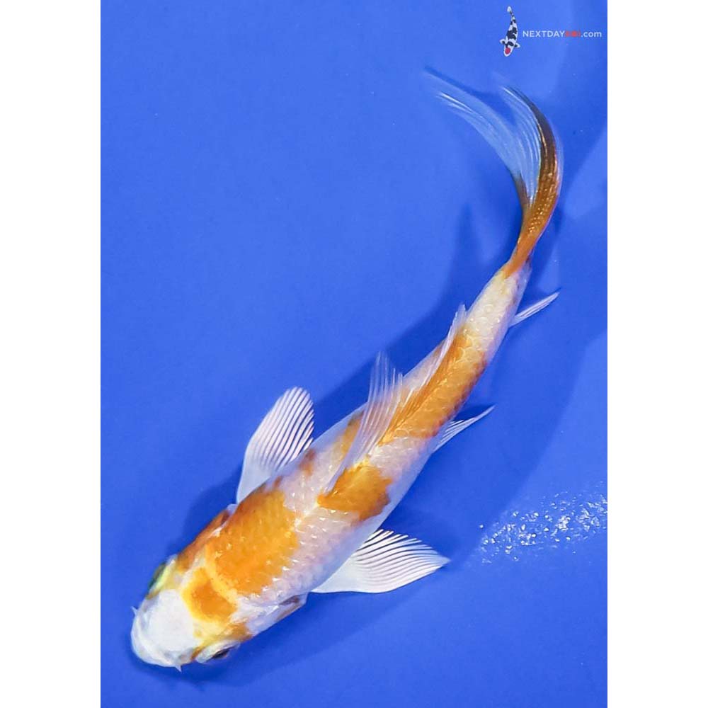 3.5” Imported Hariwake Butterfly Koi - Image 5