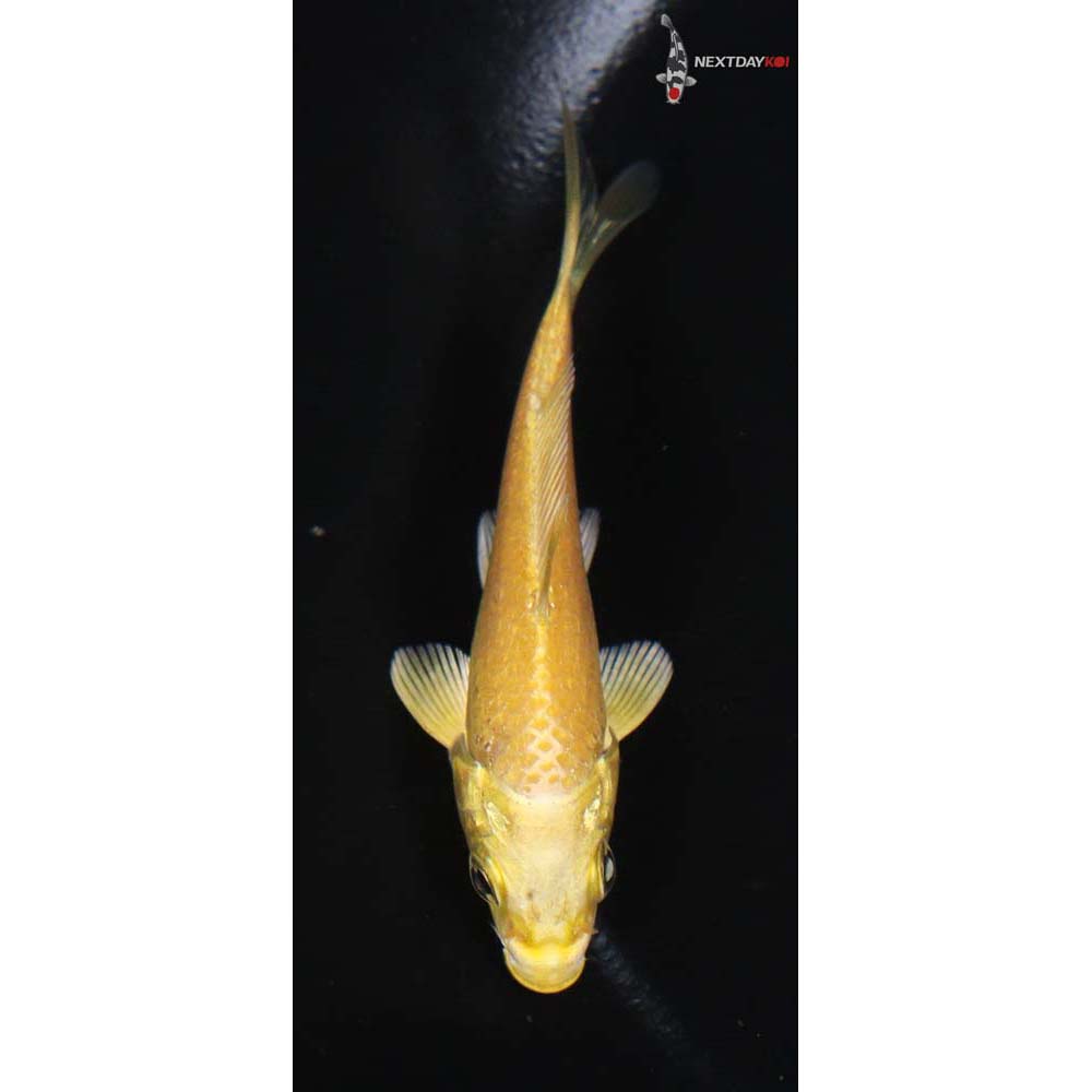 3” Imported Yamabuki Ogon