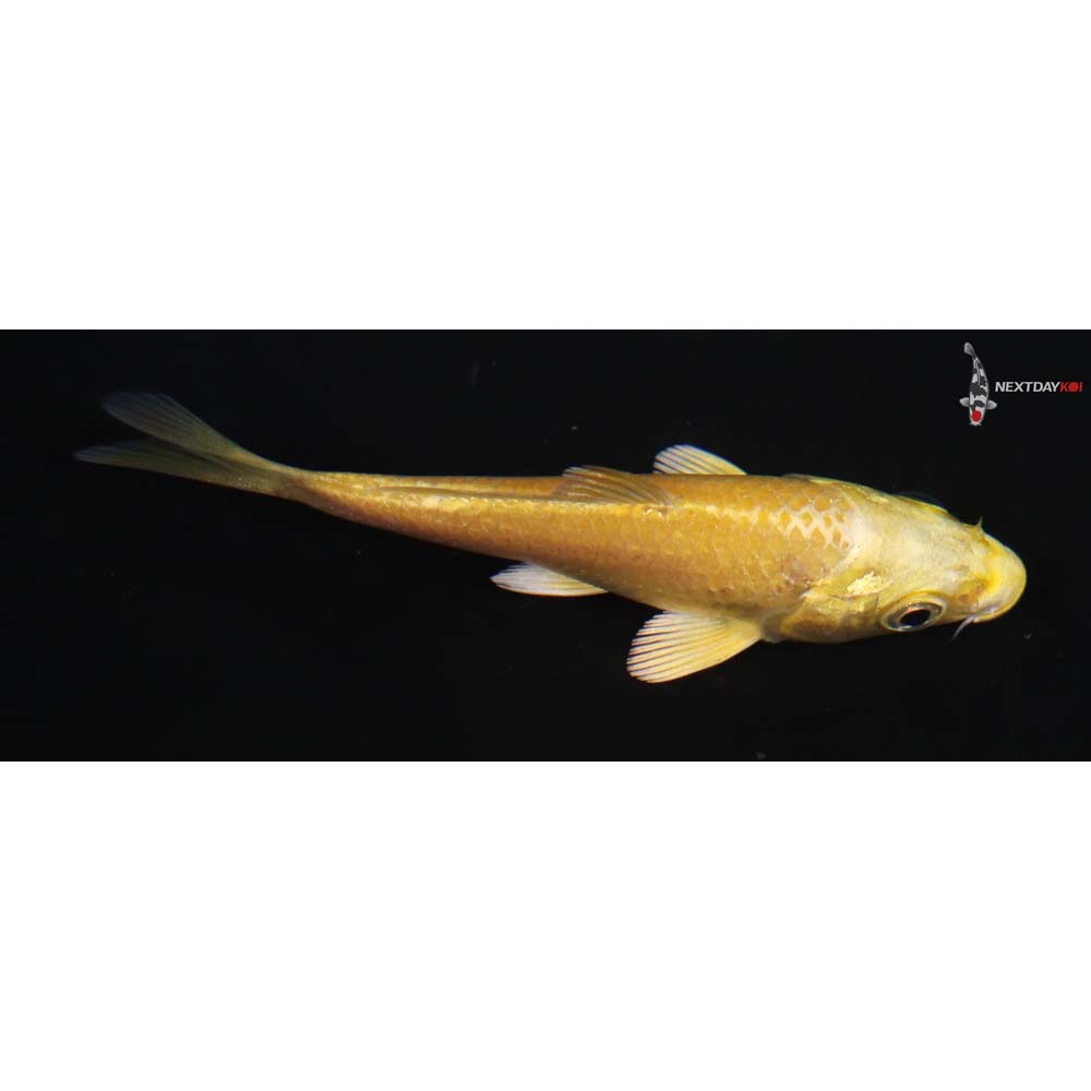 3” Imported Yamabuki Ogon - Image 2