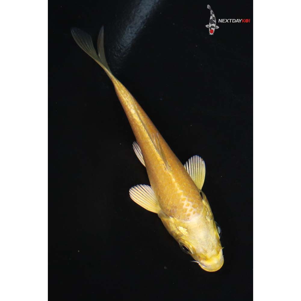 3” Imported Yamabuki Ogon - Image 3