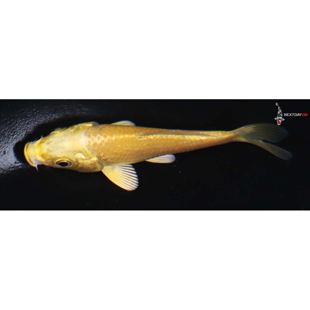 3” Imported Yamabuki Ogon - Image 4