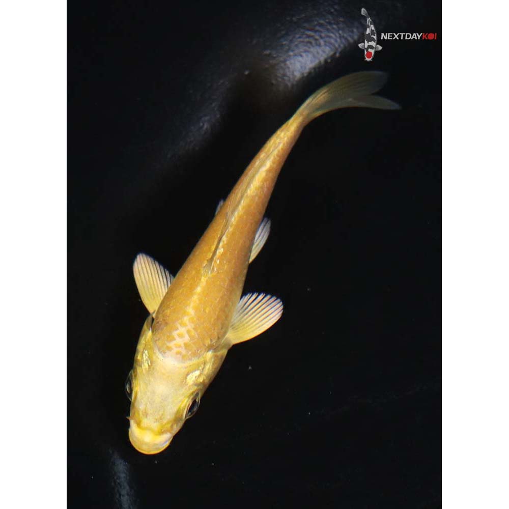 3” Imported Yamabuki Ogon - Image 5