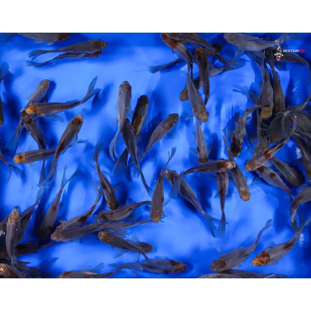 5-6” Imported Blue Comet Goldfish - Image 7