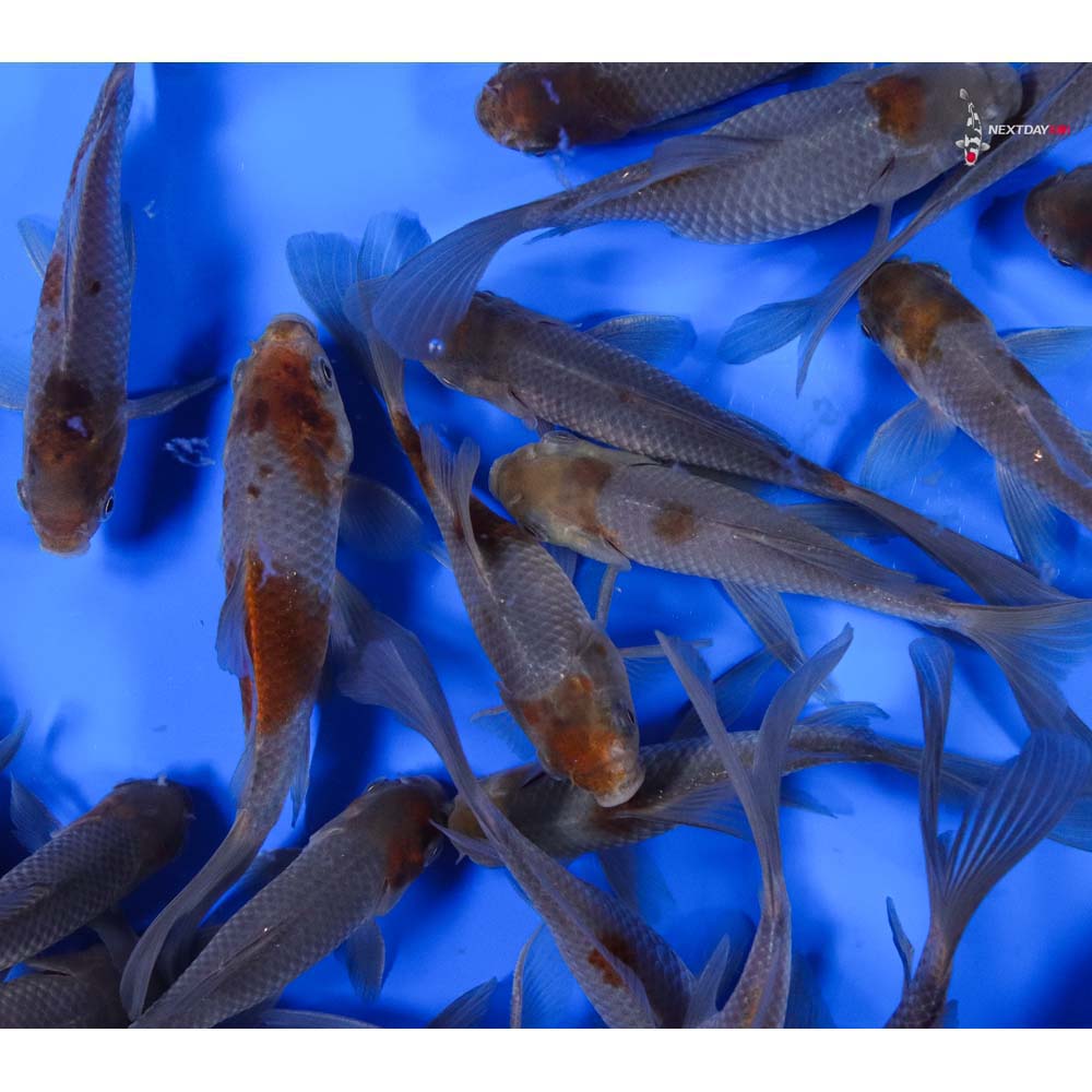 5-6” Imported Blue Comet Goldfish - Image 6