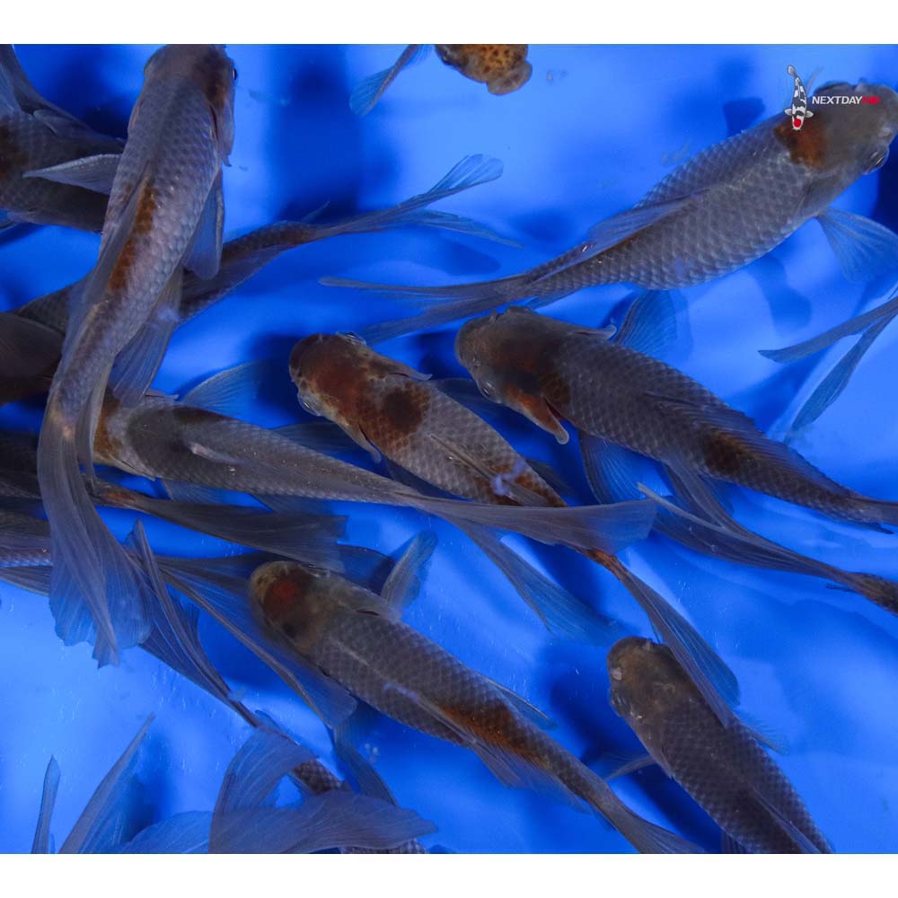 5-6” Imported Blue Comet Goldfish - Image 3