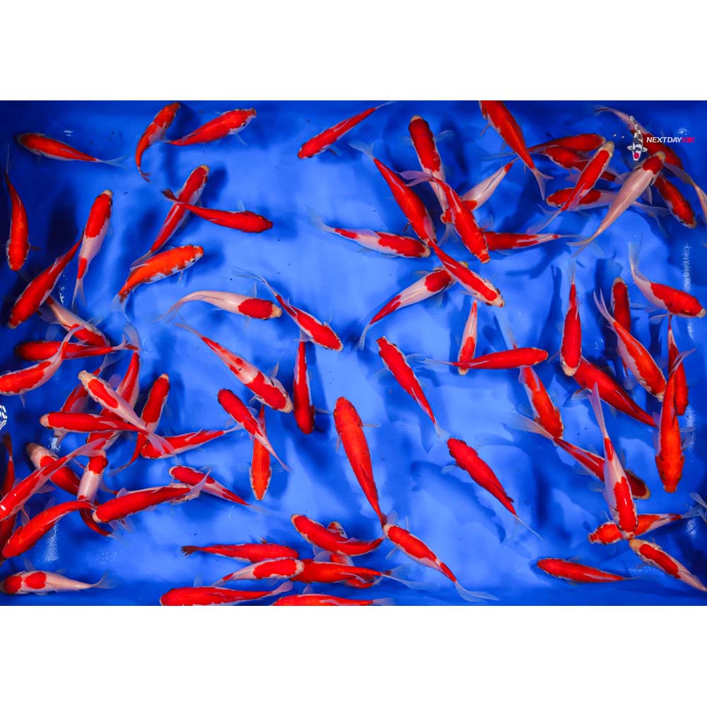 4-5” Imported Sarasa Comet Goldfish