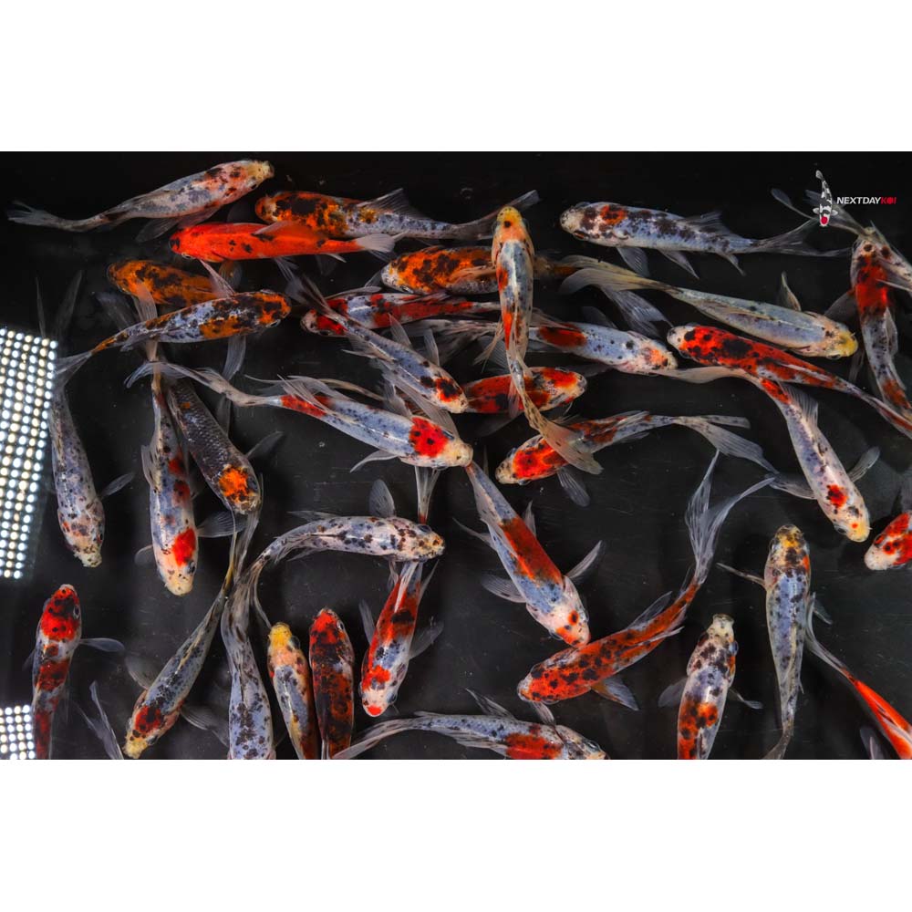 4-5” Imported Shubunkin Goldfish - Image 10
