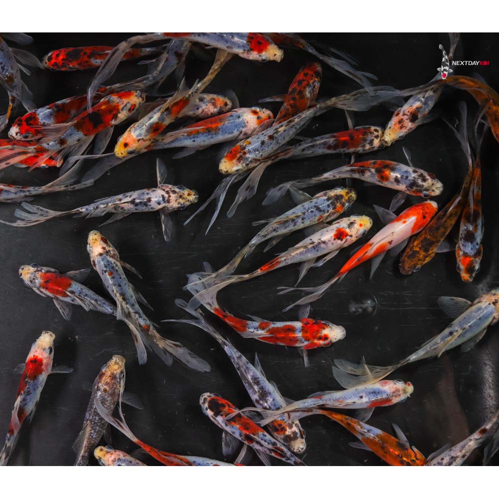 4-5” Imported Shubunkin Goldfish - Image 2