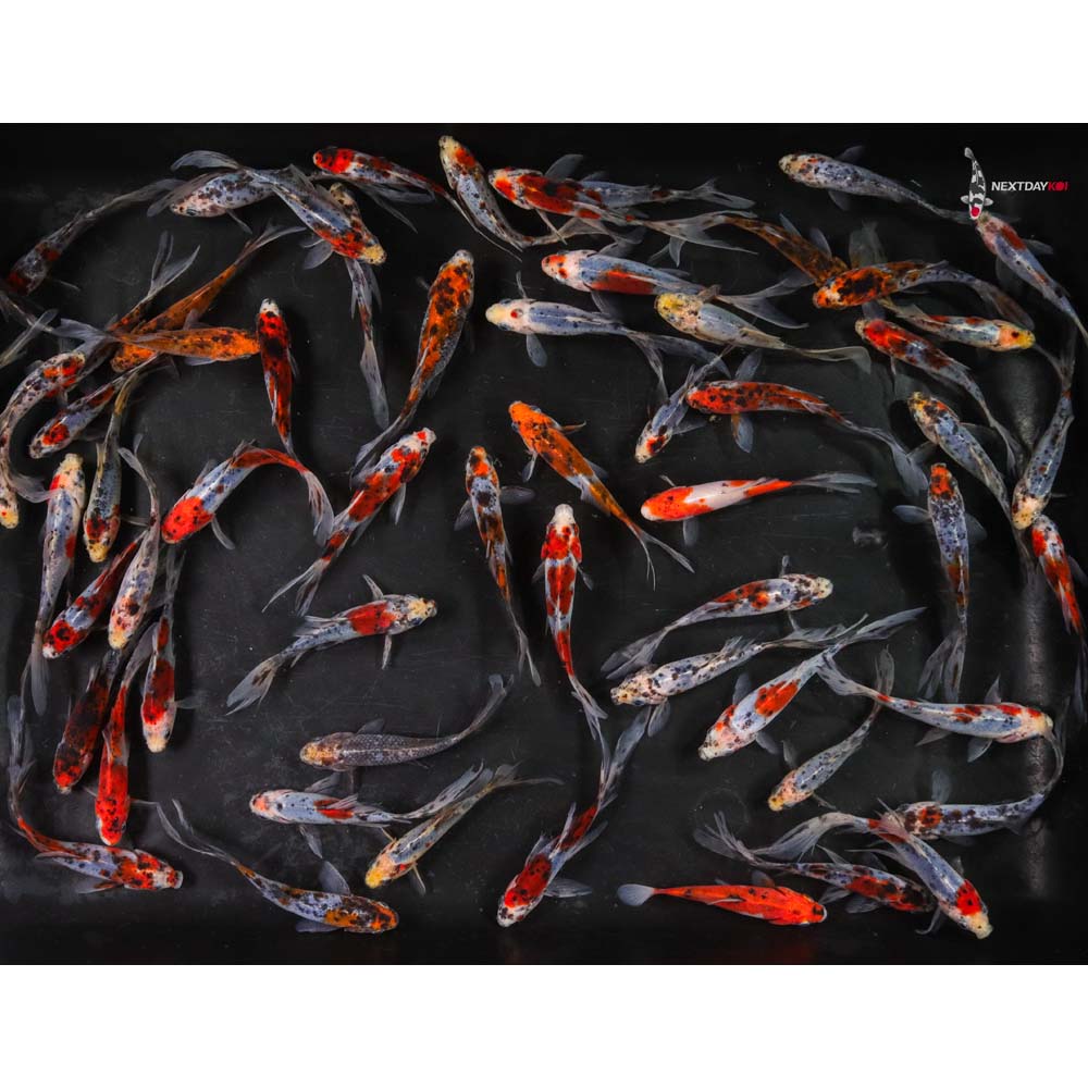 4-5” Imported Shubunkin Goldfish